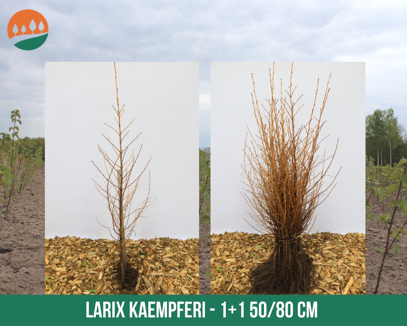 Larix kaempferi - 50-80 CM bare root 1/1